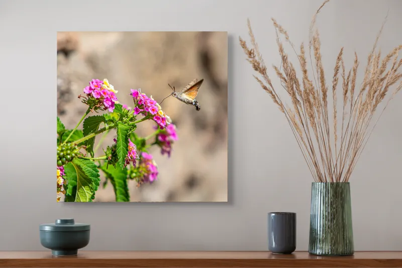 Tablou Canvas, "Colibri printre flori colorate de vară", Flori, Nectar, Fluture, Viu, Natură, Zbor, Fragil, Înflorire, 50 x 50 cm – poza 4