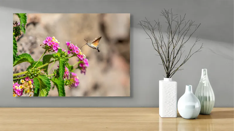 Tablou Canvas, "Colibri printre flori colorate de vară", Flori, Nectar, Fluture, Viu, Natură, Zbor, Fragil, Înflorire, 70 x 50 cm – poza 3