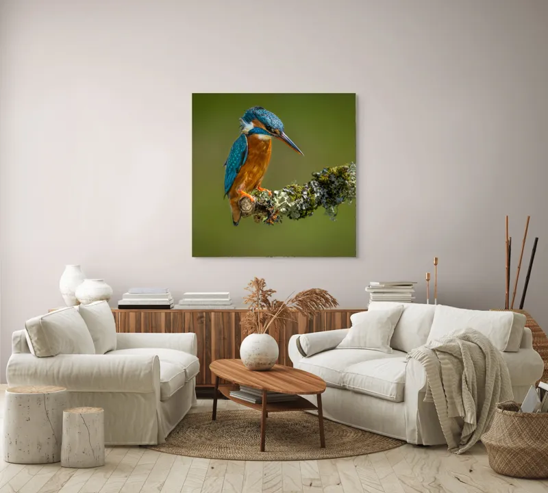 Tablou Canvas, "Un pescăruș albastru pe creangă mușchiată", Pasăre, Rândunică, Ramură, Muschi, Natură, Colorat, Albastru, Portocaliu, Verde, Pene, Mici, Frumusețe, Lumină., 100 x 100 cm – poza 3