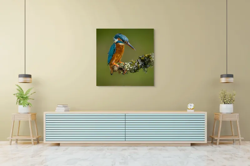 Tablou Canvas, "Un pescăruș albastru pe creangă mușchiată", Pasăre, Rândunică, Ramură, Muschi, Natură, Colorat, Albastru, Portocaliu, Verde, Pene, Mici, Frumusețe, Lumină., 100 x 100 cm – poza 5