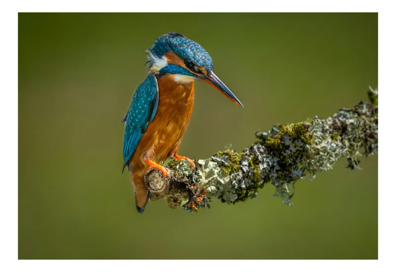 Tablou Canvas, "Un pescăruș albastru pe creangă mușchiată", Pasăre, Rândunică, Ramură, Muschi, Natură, Colorat, Albastru, Portocaliu, Verde, Pene, Mici, Frumusețe, Lumină., 39 x 26 cm