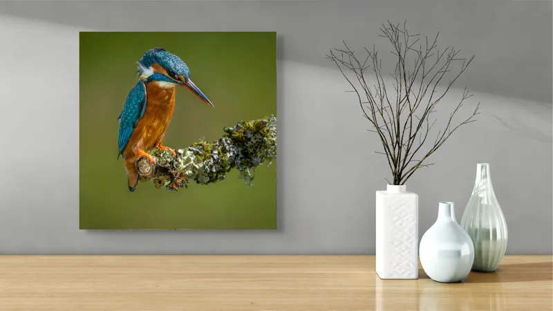 Tablou Canvas, "Un pescăruș albastru pe creangă mușchiată", Pasăre, Rândunică, Ramură, Muschi, Natură, Colorat, Albastru, Portocaliu, Verde, Pene, Mici, Frumusețe, Lumină., 50 x 50 cm – poza 3