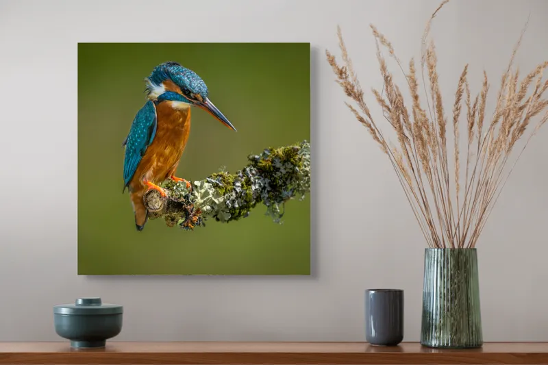 Tablou Canvas, "Un pescăruș albastru pe creangă mușchiată", Pasăre, Rândunică, Ramură, Muschi, Natură, Colorat, Albastru, Portocaliu, Verde, Pene, Mici, Frumusețe, Lumină., 50 x 50 cm – poza 4