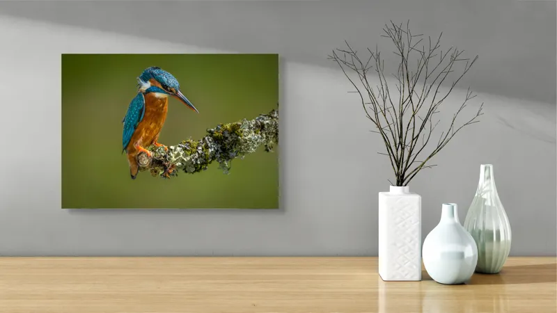 Tablou Canvas, "Un pescăruș albastru pe creangă mușchiată", Pasăre, Rândunică, Ramură, Muschi, Natură, Colorat, Albastru, Portocaliu, Verde, Pene, Mici, Frumusețe, Lumină., 54 x 39 cm – poza 3
