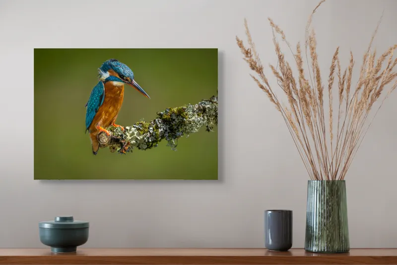 Tablou Canvas, "Un pescăruș albastru pe creangă mușchiată", Pasăre, Rândunică, Ramură, Muschi, Natură, Colorat, Albastru, Portocaliu, Verde, Pene, Mici, Frumusețe, Lumină., 54 x 39 cm – poza 4