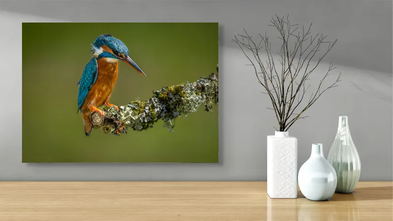 Tablou Canvas, "Un pescăruș albastru pe creangă mușchiată", Pasăre, Rândunică, Ramură, Muschi, Natură, Colorat, Albastru, Portocaliu, Verde, Pene, Mici, Frumusețe, Lumină., 70 x 50 cm – poza 3