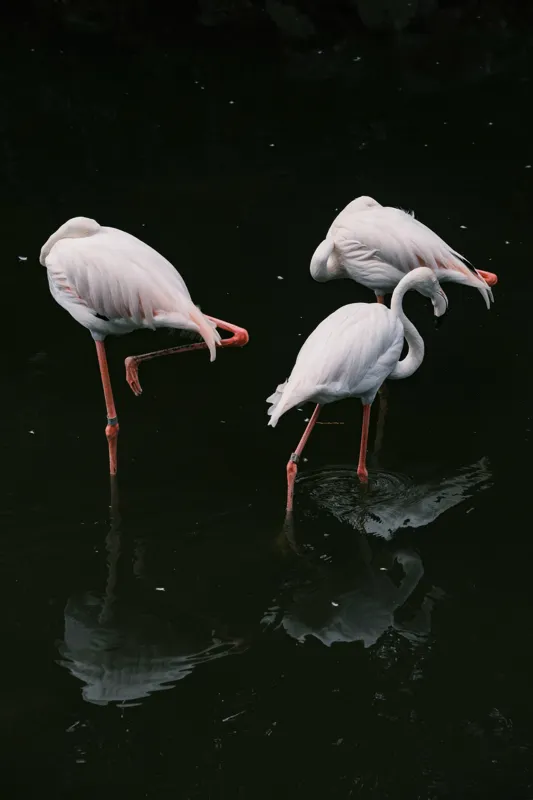 Tablou Canvas, "Flamingo grațioase în apă întunecată", Flamingo, Reflecții, Eleganță, Echilibru, Tranquilitate, Grație, 100 x 150 cm – poza 2