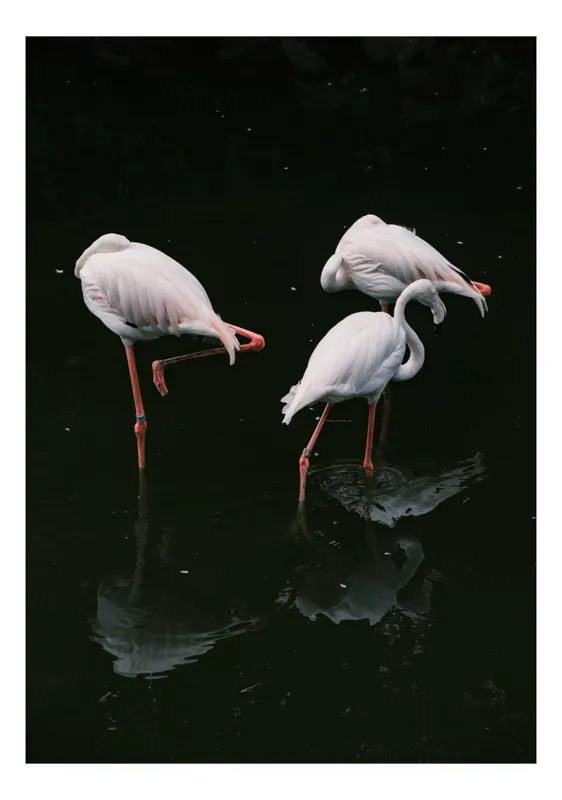 Tablou Canvas, "Flamingo grațioase în apă întunecată", Flamingo, Reflecții, Eleganță, Echilibru, Tranquilitate, Grație, 26 x 39 cm