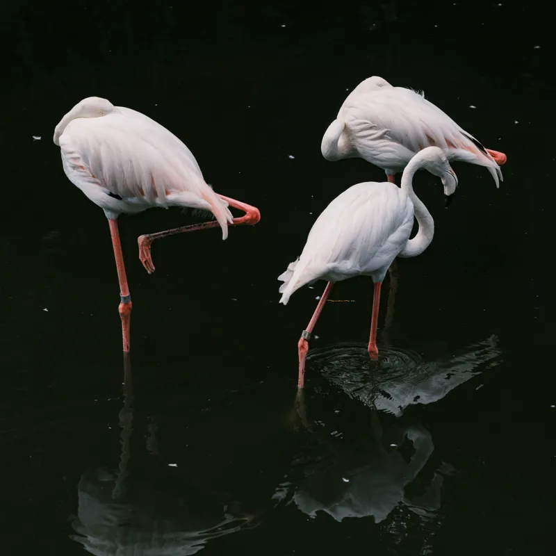 Tablou Canvas, "Flamingo grațioase în apă întunecată", Flamingo, Reflecții, Eleganță, Echilibru, Tranquilitate, Grație, 50 x 50 cm – poza 2