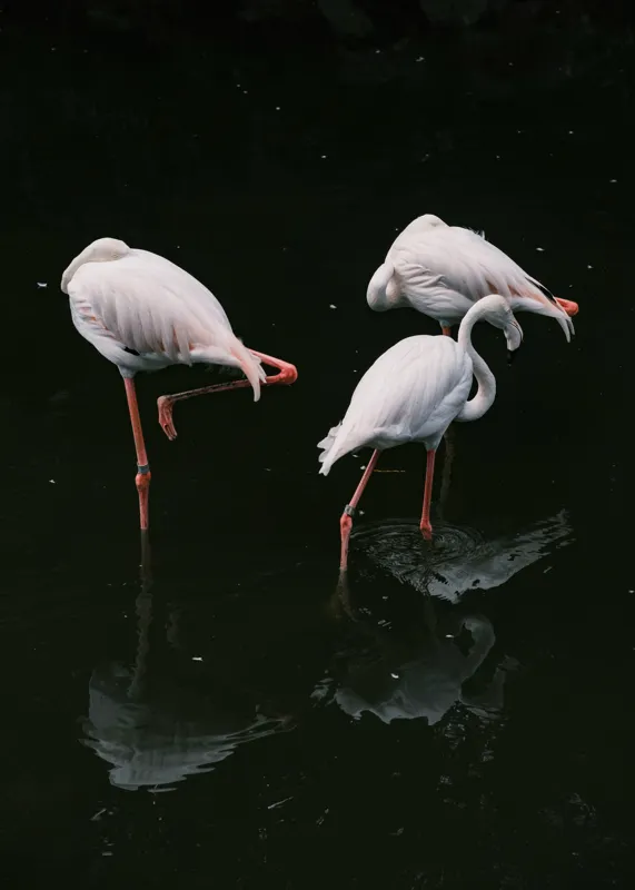 Tablou Canvas, "Flamingo grațioase în apă întunecată", Flamingo, Reflecții, Eleganță, Echilibru, Tranquilitate, Grație, 50 x 70 cm – poza 2