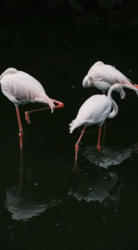 Tablou Canvas, "Flamingo grațioase în apă întunecată", Flamingo, Reflecții, Eleganță, Echilibru, Tranquilitate, Grație, 50 x 90 cm – poza 2