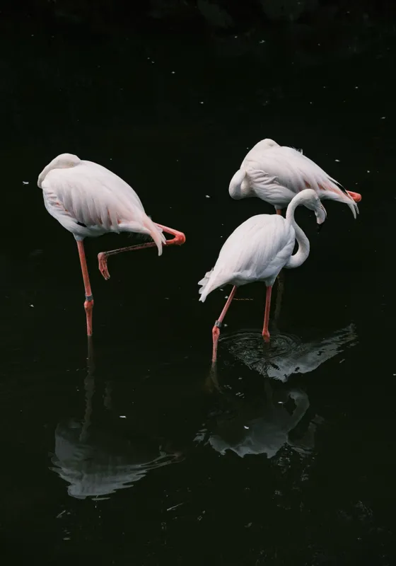 Tablou Canvas, "Flamingo grațioase în apă întunecată", Flamingo, Reflecții, Eleganță, Echilibru, Tranquilitate, Grație, 70 x 100 cm – poza 2