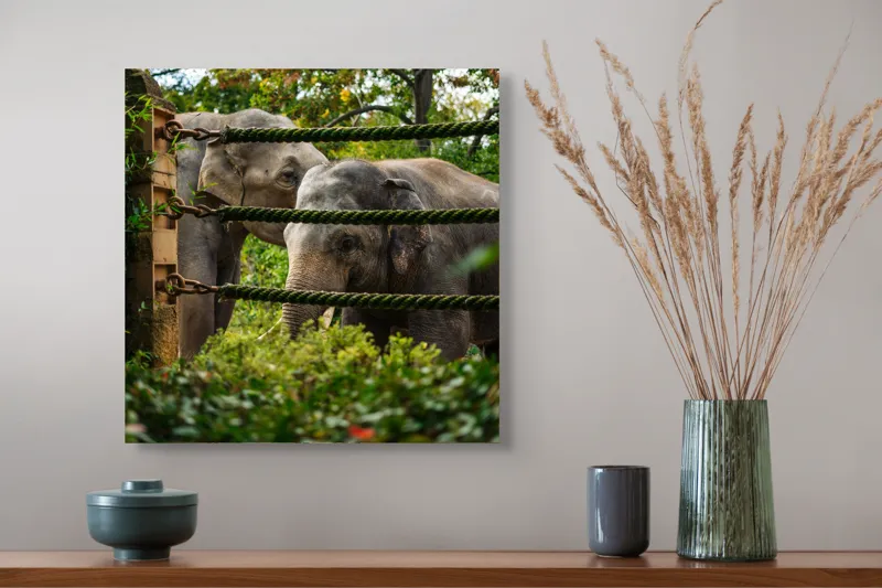 Tablou Canvas, "Elefanți în grădina zoologică verde", Elefanți, Grădină, Frânghii, Frunze, Copaci, Peisaj, Natural, Verde, Animale, 50 x 50 cm – poza 4