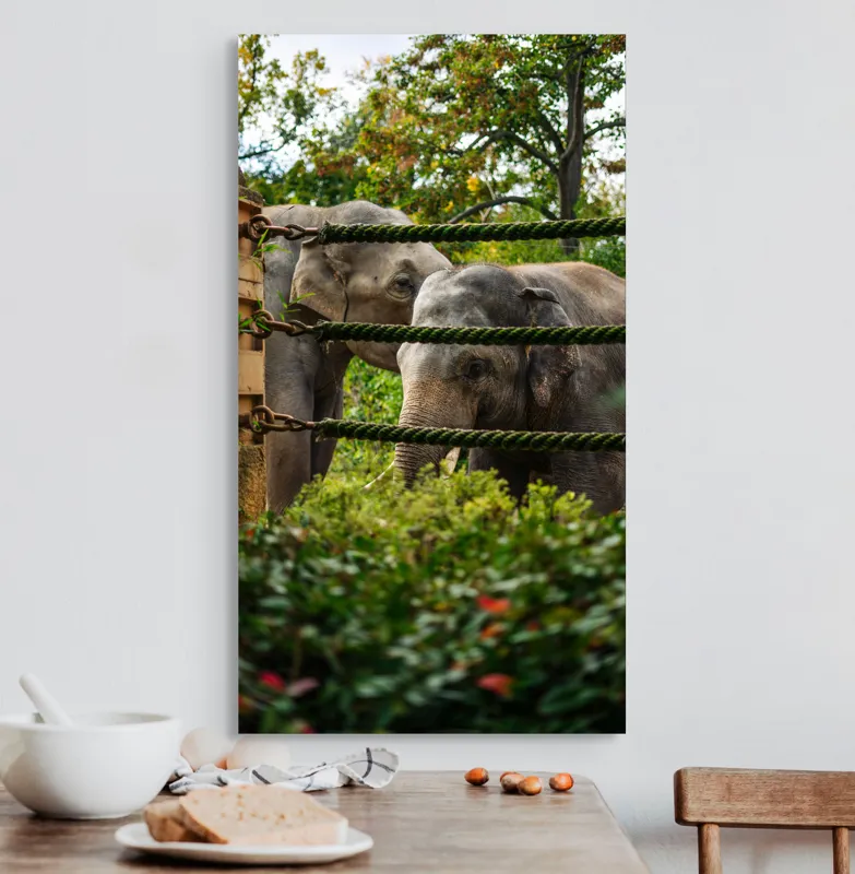 Tablou Canvas, "Elefanți în grădina zoologică verde", Elefanți, Grădină, Frânghii, Frunze, Copaci, Peisaj, Natural, Verde, Animale, 50 x 90 cm – poza 3
