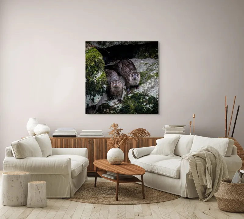 Tablou Canvas, "Vidre curioase pe stânci verzi", Otters, Moss, Rocks, Cavity, Wet, Curious, Nature, Wildlife, 100 x 100 cm – poza 3