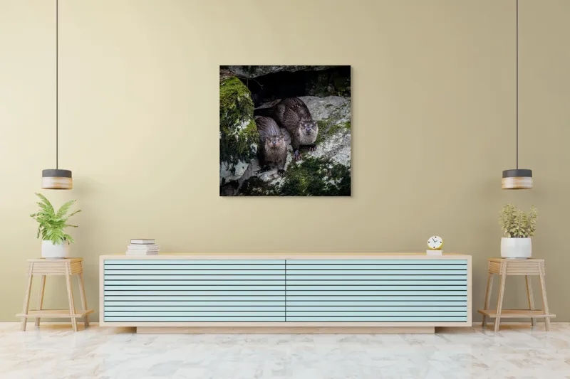 Tablou Canvas, "Vidre curioase pe stânci verzi", Otters, Moss, Rocks, Cavity, Wet, Curious, Nature, Wildlife, 100 x 100 cm – poza 5