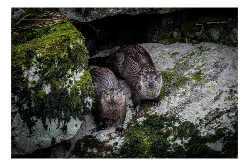Tablou Canvas, "Vidre curioase pe stânci verzi", Otters, Moss, Rocks, Cavity, Wet, Curious, Nature, Wildlife, 39 x 26 cm