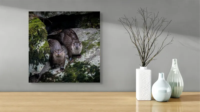 Tablou Canvas, "Vidre curioase pe stânci verzi", Otters, Moss, Rocks, Cavity, Wet, Curious, Nature, Wildlife, 50 x 50 cm – poza 3