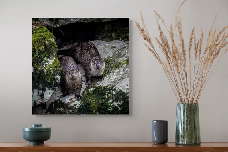 Tablou Canvas, "Vidre curioase pe stânci verzi", Otters, Moss, Rocks, Cavity, Wet, Curious, Nature, Wildlife, 50 x 50 cm – poza 4