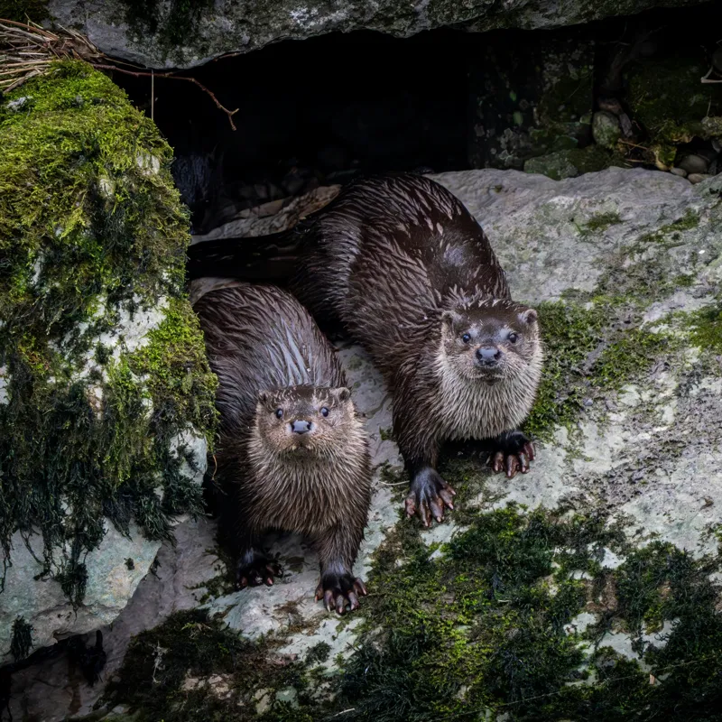 Tablou Canvas, "Vidre curioase pe stânci verzi", Otters, Moss, Rocks, Cavity, Wet, Curious, Nature, Wildlife, 50 x 50 cm – poza 2