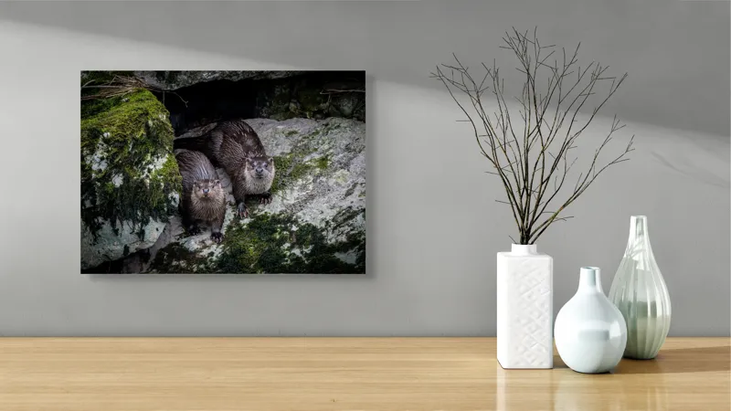 Tablou Canvas, "Vidre curioase pe stânci verzi", Otters, Moss, Rocks, Cavity, Wet, Curious, Nature, Wildlife, 54 x 39 cm – poza 3