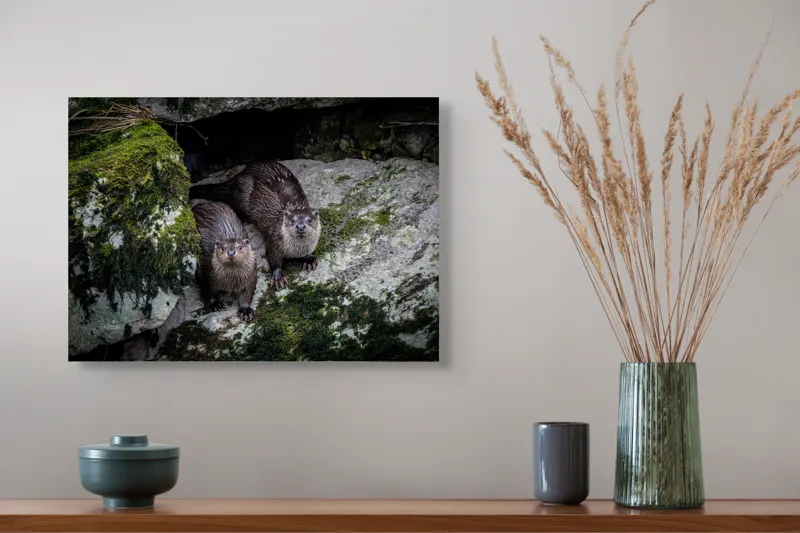 Tablou Canvas, "Vidre curioase pe stânci verzi", Otters, Moss, Rocks, Cavity, Wet, Curious, Nature, Wildlife, 54 x 39 cm – poza 4