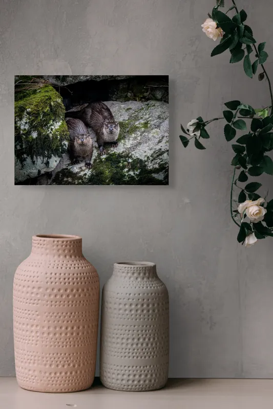 Tablou Canvas, "Vidre curioase pe stânci verzi", Otters, Moss, Rocks, Cavity, Wet, Curious, Nature, Wildlife, 54 x 39 cm – poza 8