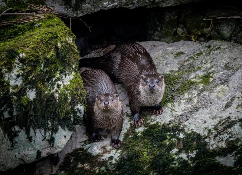 Tablou Canvas, "Vidre curioase pe stânci verzi", Otters, Moss, Rocks, Cavity, Wet, Curious, Nature, Wildlife, 54 x 39 cm – poza 2