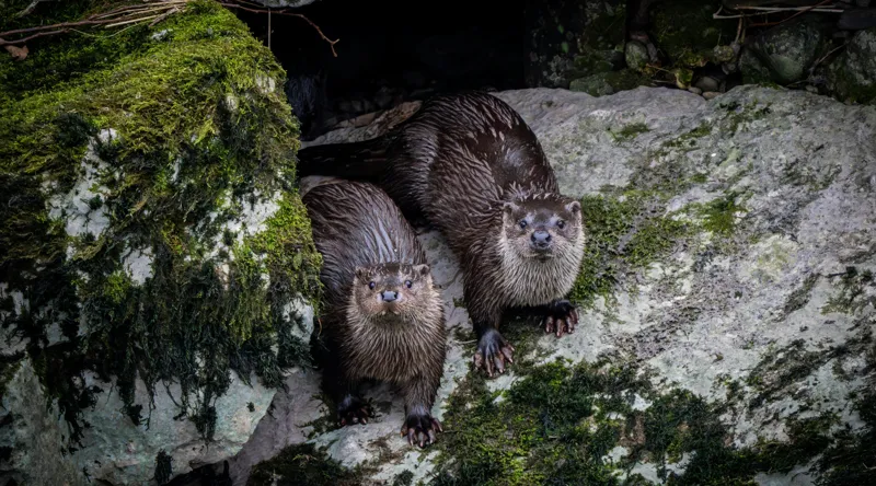 Tablou Canvas, "Vidre curioase pe stânci verzi", Otters, Moss, Rocks, Cavity, Wet, Curious, Nature, Wildlife, 90 x 50 cm – poza 2