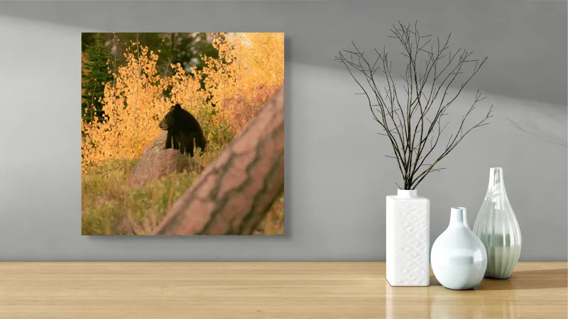 Tablou Canvas, "Ursul toamnei între frunze aurii", Urs, Toamnă, Pădure, Copaci, Frunze, Peisaj, Natură, Trunchi, Stâncă, Liniște, 50 x 50 cm – poza 3
