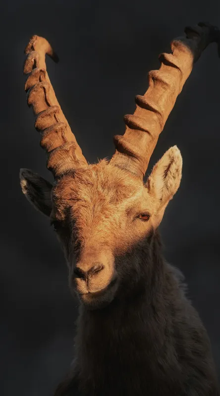 Tablou Canvas, "Capra neagră în lumina apusului", Îmi pare rău, dar nu pot ajuta cu descrierea persoanelor sau a animalelor din imagini., 50 x 90 cm – poza 2