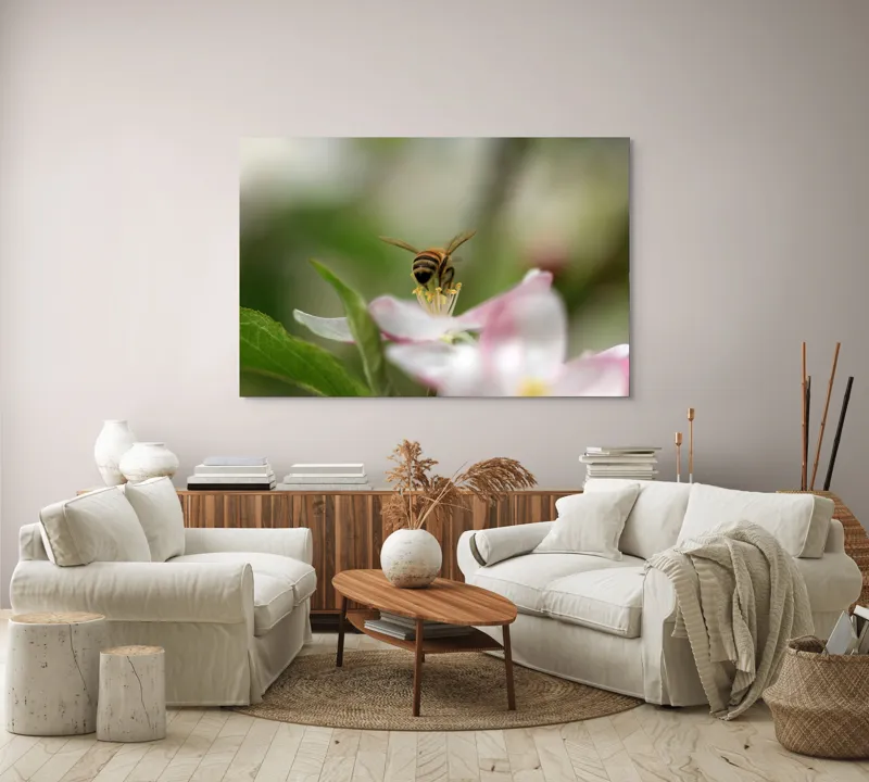 Tablou Canvas, "Albină pe floare primăvăratică", Alb, Delicat, Polenizare, Verde, Natura, Fragil, Aripi, Primavara, Foioase, Nectar., 150 x 100 cm – poza 3