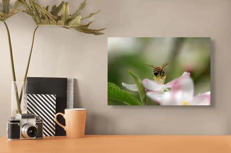 Tablou Canvas, "Albină pe floare primăvăratică", Alb, Delicat, Polenizare, Verde, Natura, Fragil, Aripi, Primavara, Foioase, Nectar., 39 x 26 cm – poza 3