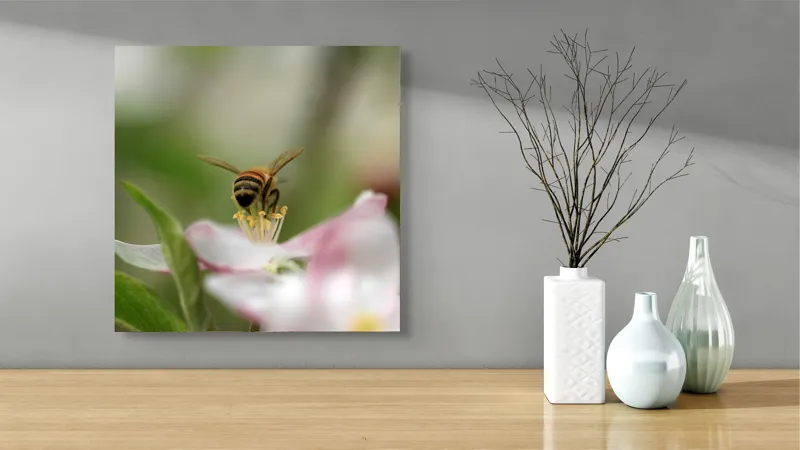 Tablou Canvas, "Albină pe floare primăvăratică", Alb, Delicat, Polenizare, Verde, Natura, Fragil, Aripi, Primavara, Foioase, Nectar., 50 x 50 cm – poza 3