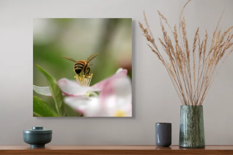 Tablou Canvas, "Albină pe floare primăvăratică", Alb, Delicat, Polenizare, Verde, Natura, Fragil, Aripi, Primavara, Foioase, Nectar., 50 x 50 cm – poza 4