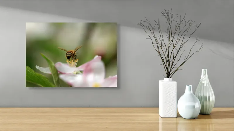 Tablou Canvas, "Albină pe floare primăvăratică", Alb, Delicat, Polenizare, Verde, Natura, Fragil, Aripi, Primavara, Foioase, Nectar., 54 x 39 cm – poza 3