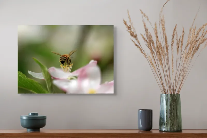 Tablou Canvas, "Albină pe floare primăvăratică", Alb, Delicat, Polenizare, Verde, Natura, Fragil, Aripi, Primavara, Foioase, Nectar., 54 x 39 cm – poza 4