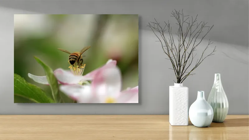 Tablou Canvas, "Albină pe floare primăvăratică", Alb, Delicat, Polenizare, Verde, Natura, Fragil, Aripi, Primavara, Foioase, Nectar., 70 x 50 cm – poza 3