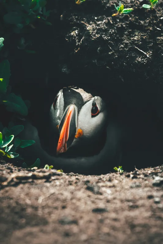 Tablou Canvas, "Puffin adăpostit în vizuină întunecată", Puffin, Vizuină, Privire, Ascunziș, Natură, Sol, Frunze, Culori, Contrast, Umbre, 100 x 150 cm – poza 2