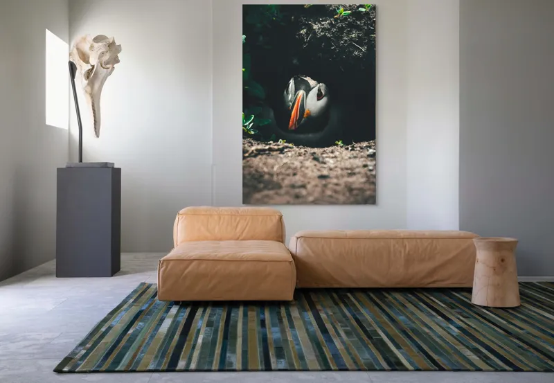Tablou Canvas, "Puffin adăpostit în vizuină întunecată", Puffin, Vizuină, Privire, Ascunziș, Natură, Sol, Frunze, Culori, Contrast, Umbre, 100 x 150 cm – poza 7