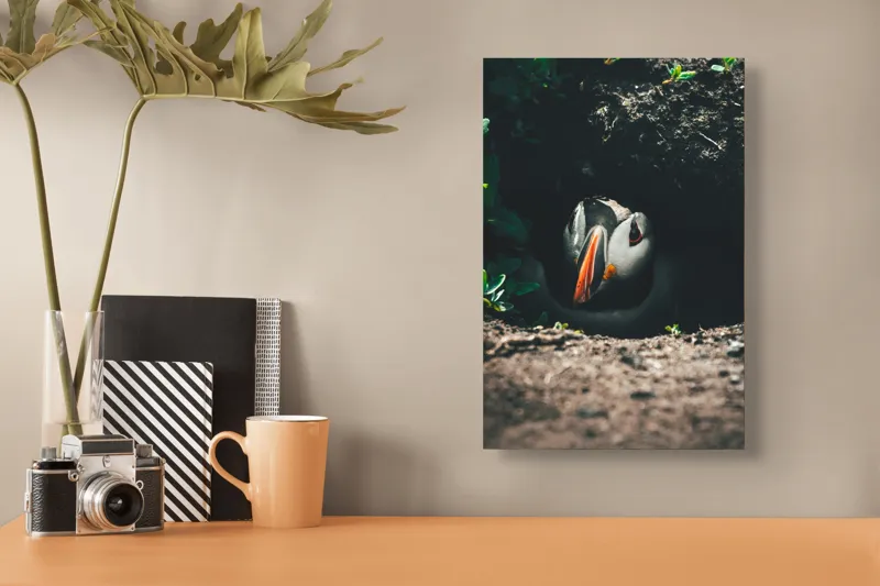 Tablou Canvas, "Puffin adăpostit în vizuină întunecată", Puffin, Vizuină, Privire, Ascunziș, Natură, Sol, Frunze, Culori, Contrast, Umbre, 26 x 39 cm – poza 3