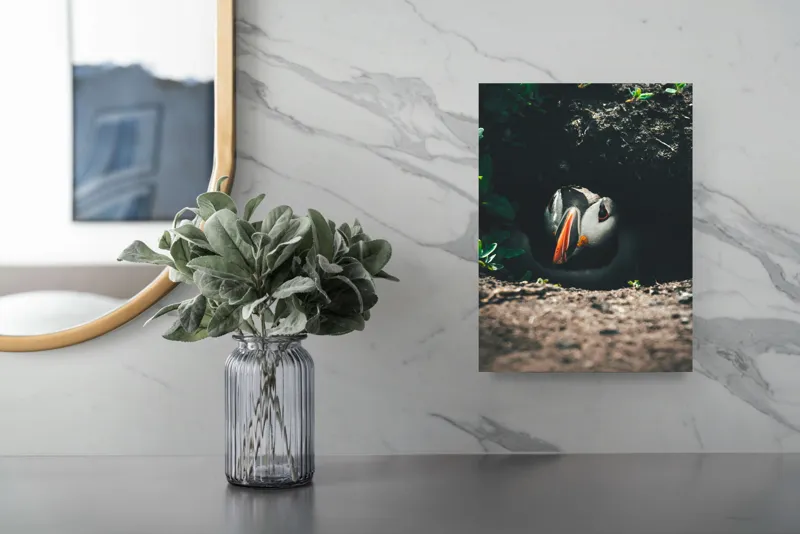Tablou Canvas, "Puffin adăpostit în vizuină întunecată", Puffin, Vizuină, Privire, Ascunziș, Natură, Sol, Frunze, Culori, Contrast, Umbre, 26 x 39 cm – poza 4