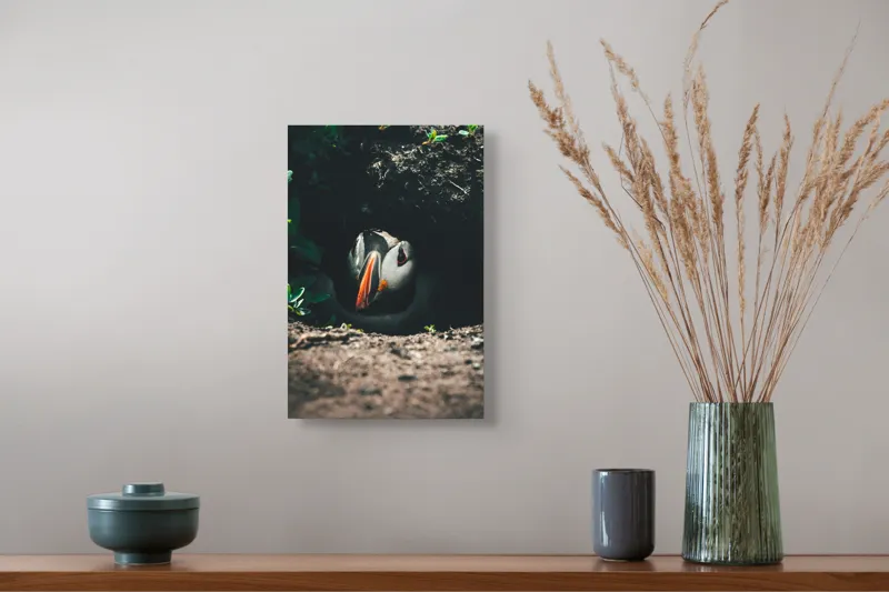 Tablou Canvas, "Puffin adăpostit în vizuină întunecată", Puffin, Vizuină, Privire, Ascunziș, Natură, Sol, Frunze, Culori, Contrast, Umbre, 26 x 39 cm – poza 5