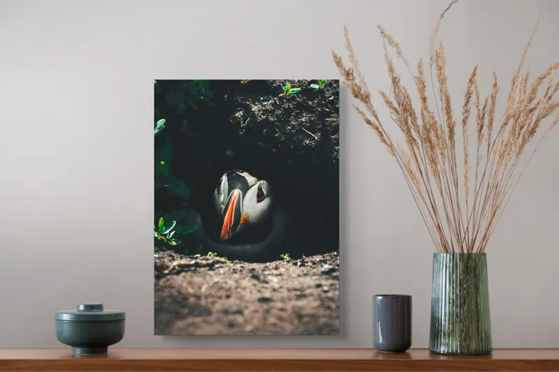 Tablou Canvas, "Puffin adăpostit în vizuină întunecată", Puffin, Vizuină, Privire, Ascunziș, Natură, Sol, Frunze, Culori, Contrast, Umbre, 39 x 54 cm – poza 3