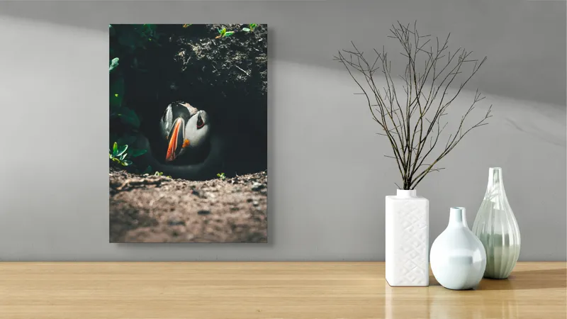 Tablou Canvas, "Puffin adăpostit în vizuină întunecată", Puffin, Vizuină, Privire, Ascunziș, Natură, Sol, Frunze, Culori, Contrast, Umbre, 39 x 54 cm – poza 4