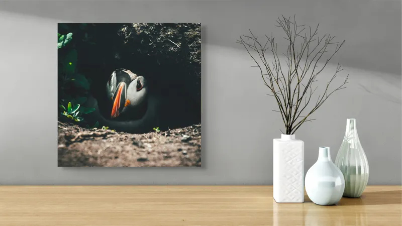 Tablou Canvas, "Puffin adăpostit în vizuină întunecată", Puffin, Vizuină, Privire, Ascunziș, Natură, Sol, Frunze, Culori, Contrast, Umbre, 50 x 50 cm – poza 3