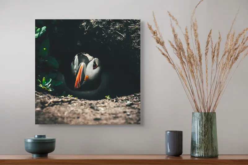 Tablou Canvas, "Puffin adăpostit în vizuină întunecată", Puffin, Vizuină, Privire, Ascunziș, Natură, Sol, Frunze, Culori, Contrast, Umbre, 50 x 50 cm – poza 4