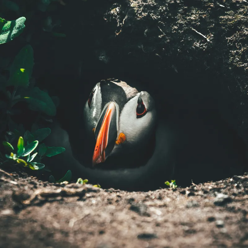 Tablou Canvas, "Puffin adăpostit în vizuină întunecată", Puffin, Vizuină, Privire, Ascunziș, Natură, Sol, Frunze, Culori, Contrast, Umbre, 50 x 50 cm – poza 2