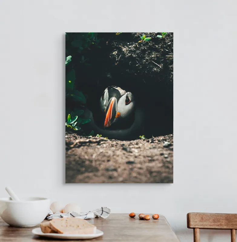 Tablou Canvas, "Puffin adăpostit în vizuină întunecată", Puffin, Vizuină, Privire, Ascunziș, Natură, Sol, Frunze, Culori, Contrast, Umbre, 50 x 70 cm – poza 3