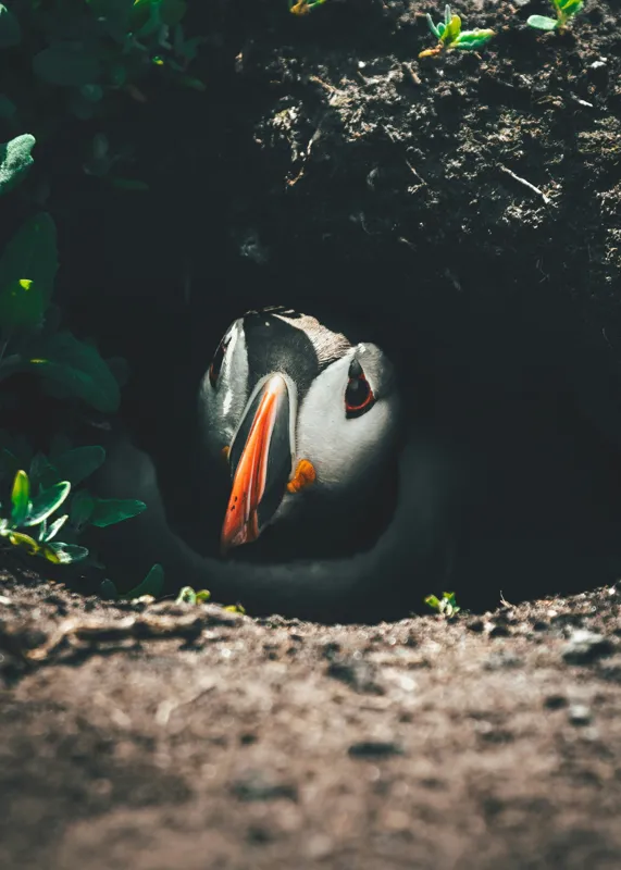Tablou Canvas, "Puffin adăpostit în vizuină întunecată", Puffin, Vizuină, Privire, Ascunziș, Natură, Sol, Frunze, Culori, Contrast, Umbre, 50 x 70 cm – poza 2